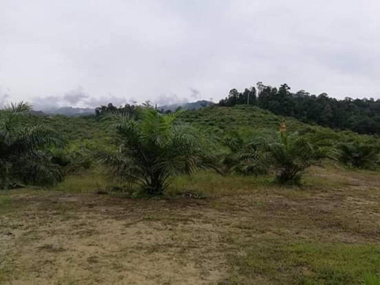 đ´ Tanah Sawit 99 Ekar | Hulu Nerus, Setiu, Terengganu