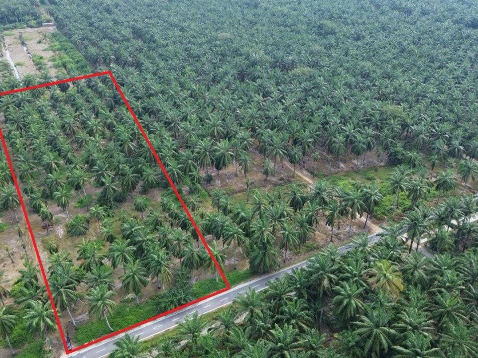 Tanah Pertanian 5 Ekar Pekan Ijok Kuala Selangor Freehold Akses Jalan Tar Tanah Rata Geran Individu