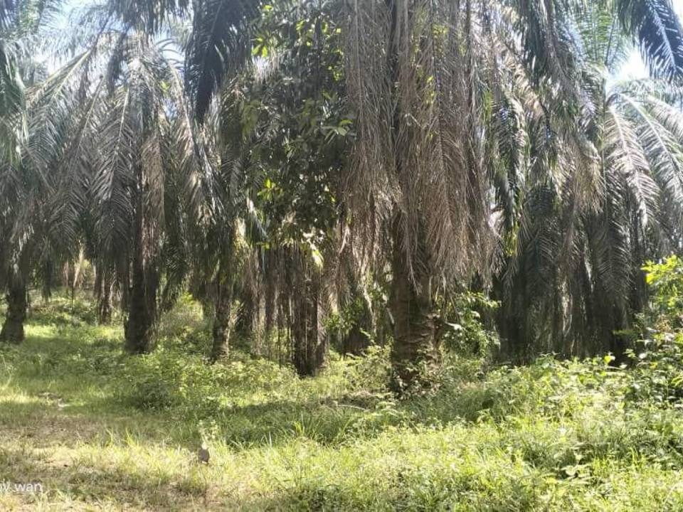Tanah Sawit Jementah Johor 1.3152 Hektar Freehold Geran Individu