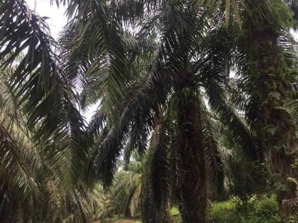 Tanah Freehold Jugra Kuala Langat Selangor 2.68 Ekar Kebun Kelapa Sawit