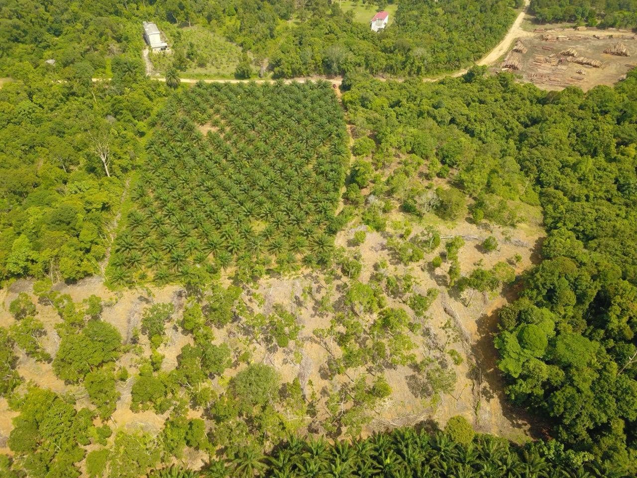 Kebun Durian Kemasik Kemaman 1.81 Ekar Freehold Akses Mudah