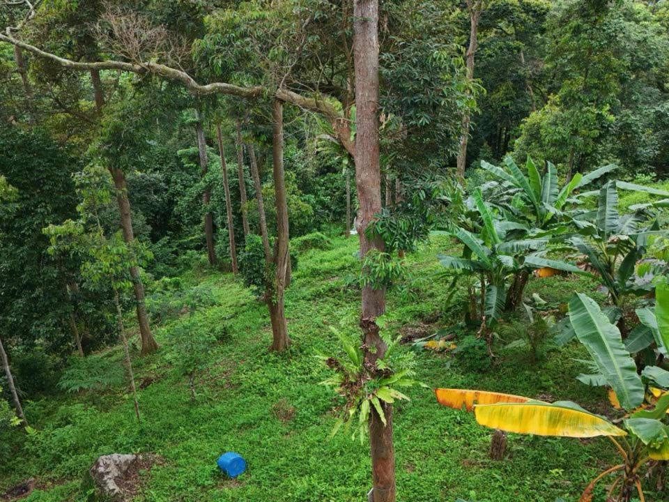 Dusun Durian 2.15 Ekar Bukit Kemuning Kijal Kemaman | Freehold | Jalan Tar