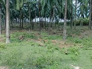 Tanah Pertanian Kelapa Sawit Kampung Paya Lebar Rembau Negeri Sembilan 3 Ekar Freehold