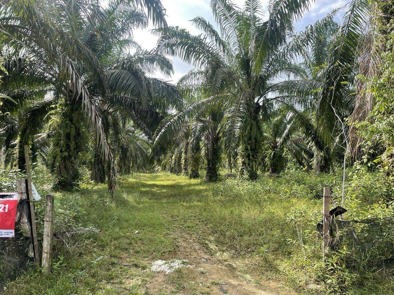 š“ Kebun Kelapa Sawit FREEHOLD @ Kg Jubai Bawah, Kulim Kedah