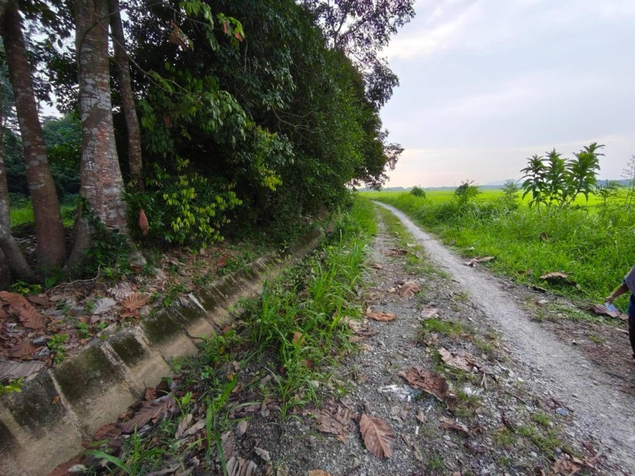 š¾ Tanah Sawah FREEHOLD 86,057 sqft @ Pelubang, Jitra