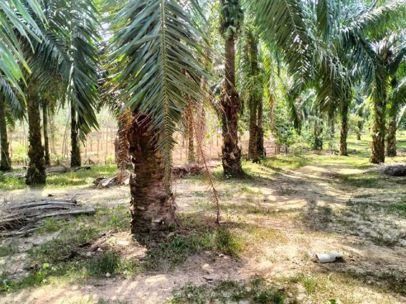Tanah Pertanian Mukim Kesang Jasin Melaka 1.51 Ekar Freehold