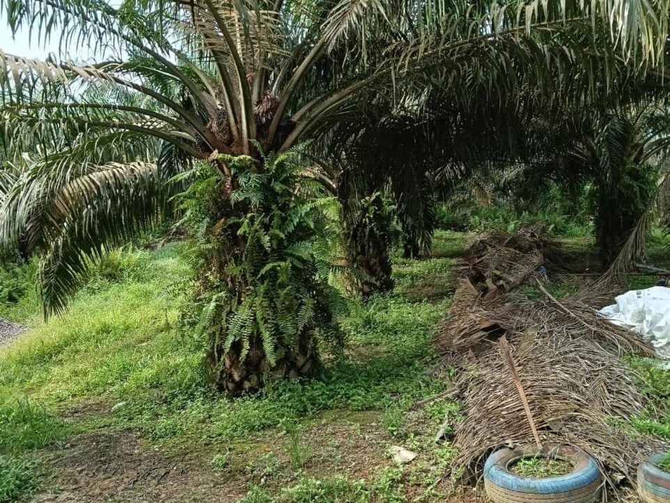 Tanah Pertanian 5 Ekar Labis Johor Freehold Sawit Dekat Jalan Utama