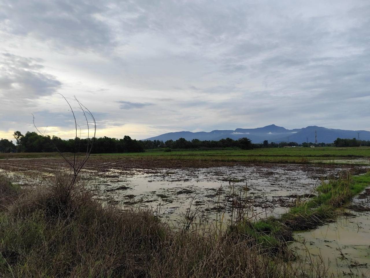 πΎ Tanah Pertanian Freehold 1.606 Ekar | Sungai Jagong, Sungai Petani