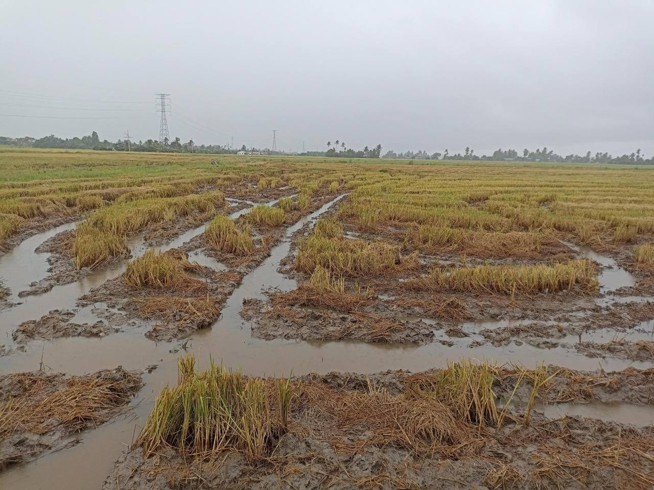 Tanah Bendang 2.19 Ekar Kuala Perlis Perlis Freehold