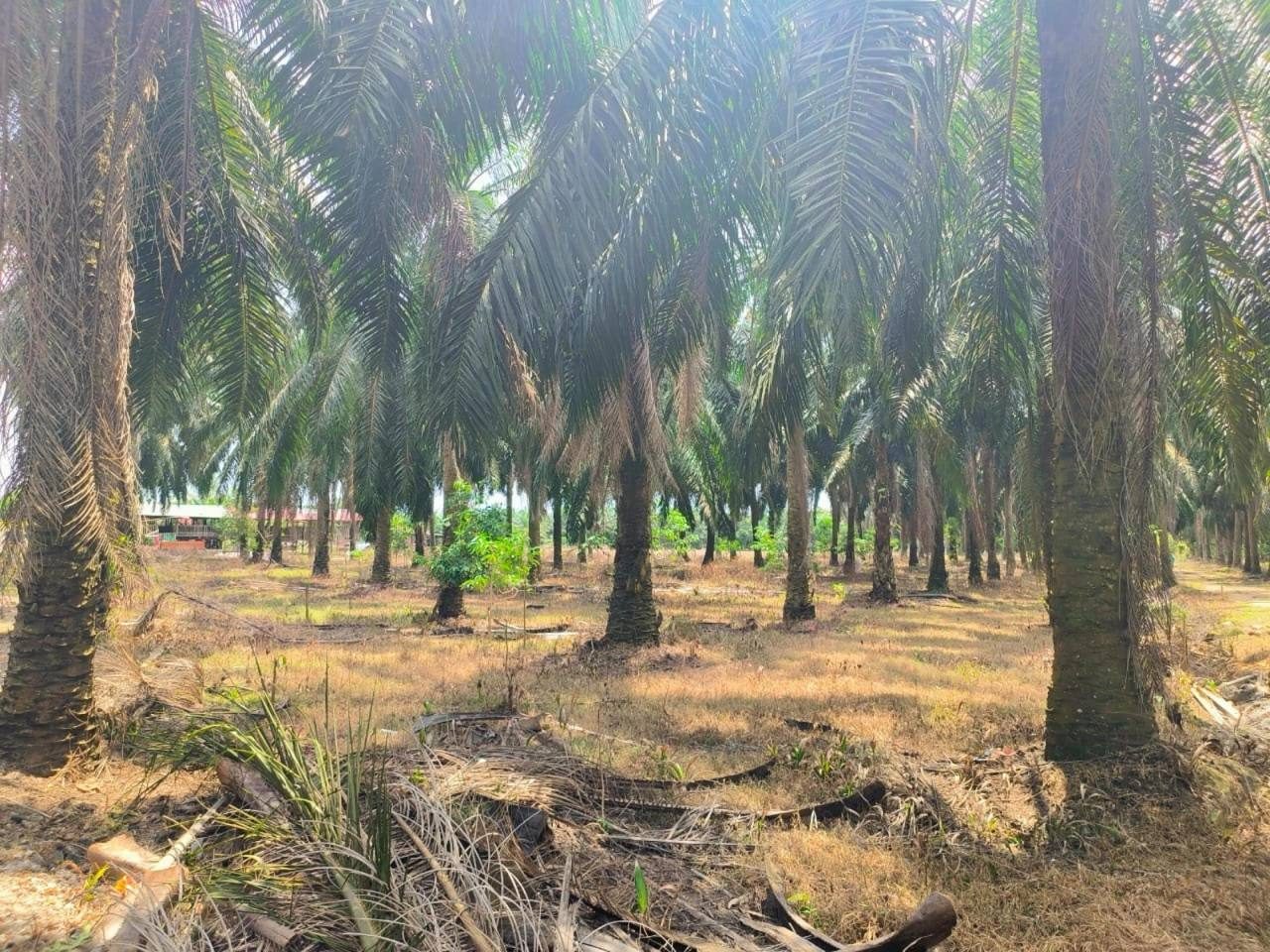š“ Tanah Sawit Freehold 3.18 Ekar di Tanjung Agas, Port Dickson