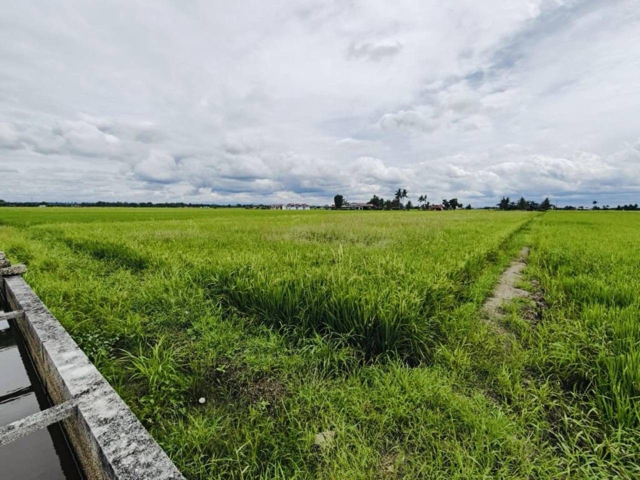 Tanah Sawah 0.6003 Hektar Sungai Besar Selangor Geran Individu