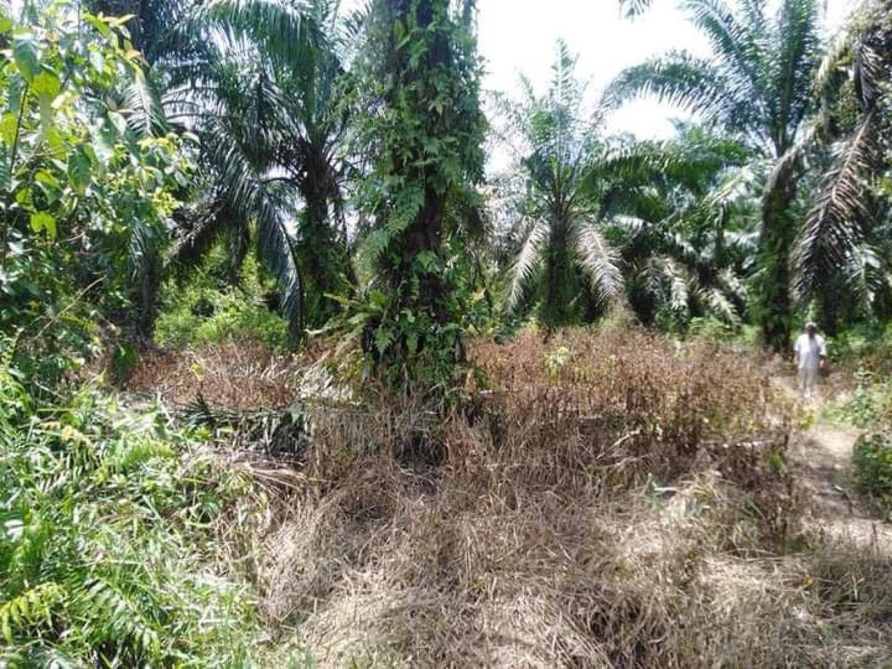 šæ Tanah Sawit Freehold 2.10 Ekar Kg Pak Dollah Kamunting