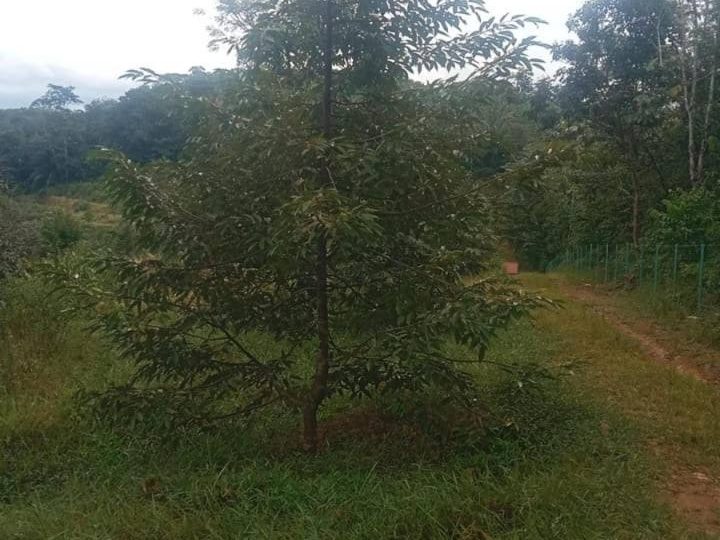 Tanah Getah 3 Ekar Freehold Slim River Perak