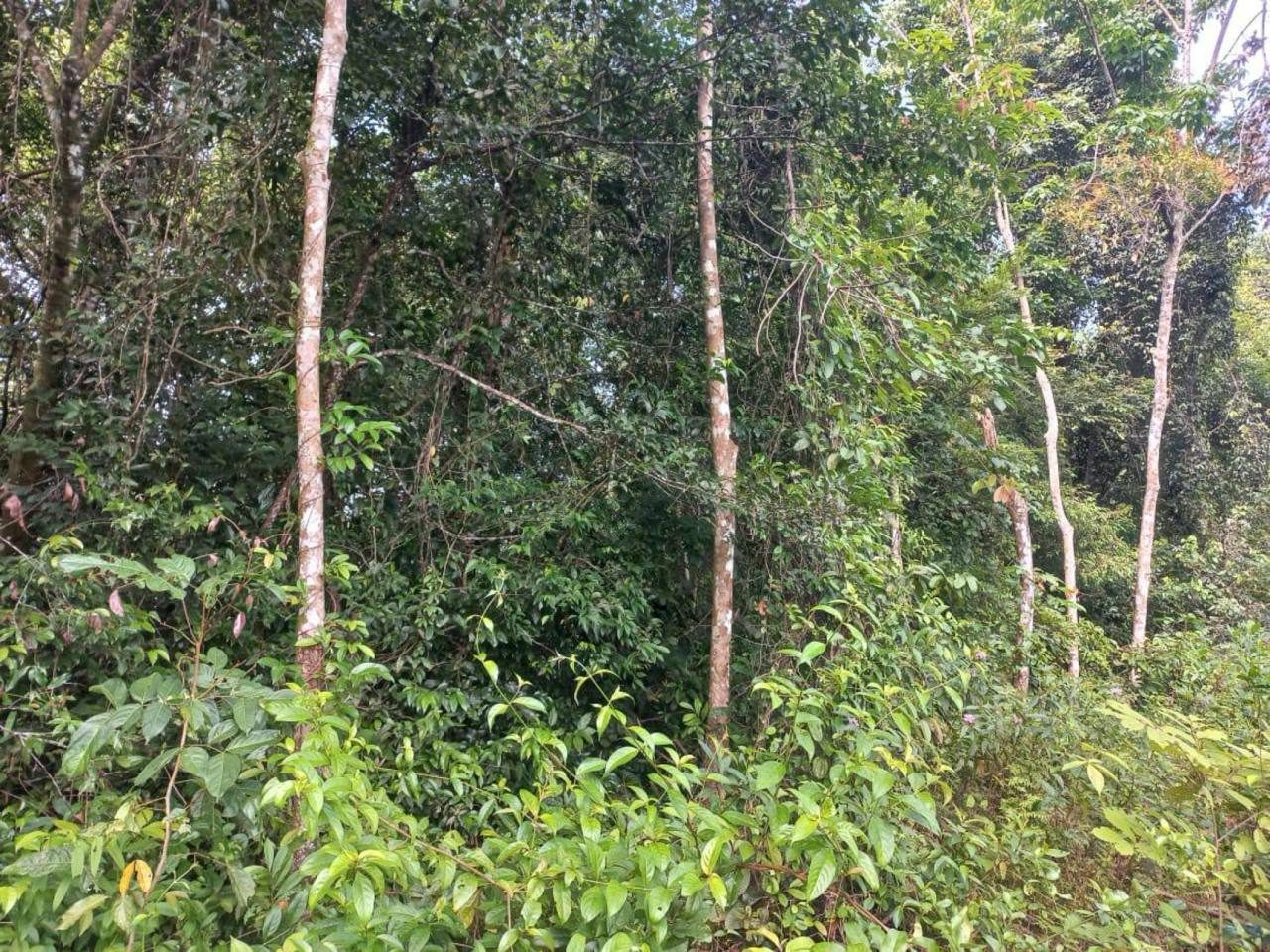 Tanah Pertanian 1 Ekar Freehold Di Pasir Mas Kelantan