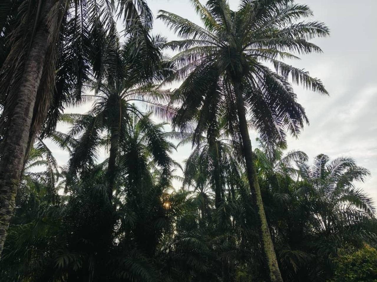 Tanah 5 Ekar Freehold Sepang – Batu 4 Sungai Pelek