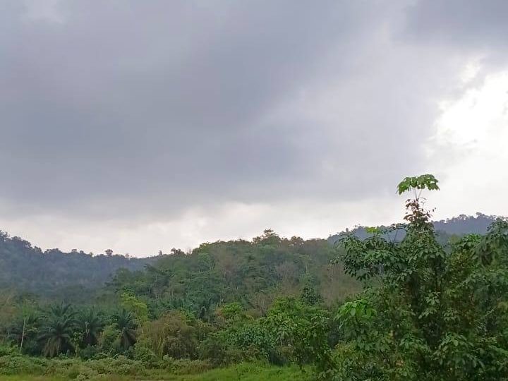 Tanah Pertanian 100,610 sqft Geran Individu @ Mukim Teja, Kampar, Perak
