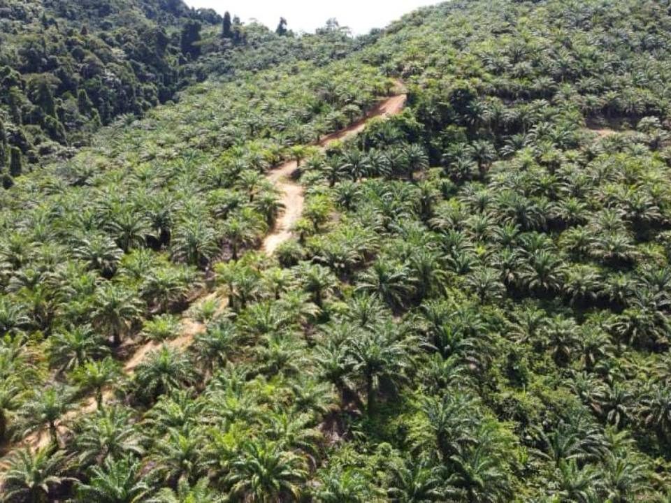 Tanah Pertanian Kelapa Sawit 1019 Ekar Miri Sarawak Freehold