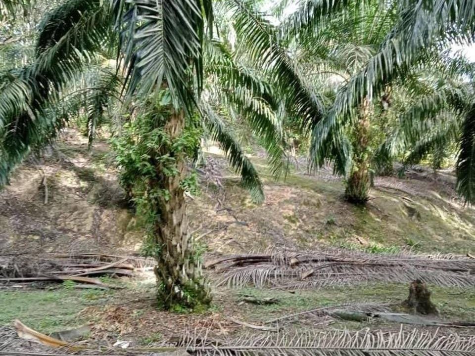 Tanah Pertanian 3.88 Ekar Freehold Kulai Johor Kg Gunung Pulai Akses Jalan