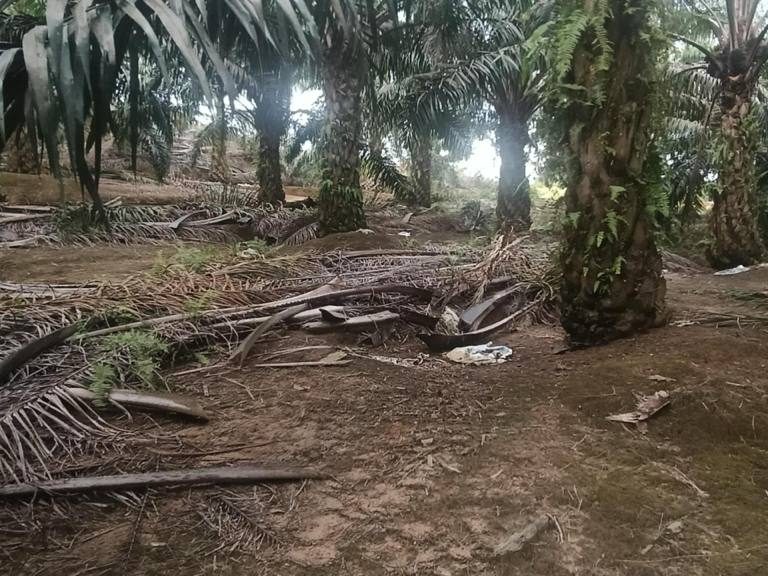 Tanah Sawit 4.13 Ekar Sungkai Freehold Tepi Jalan