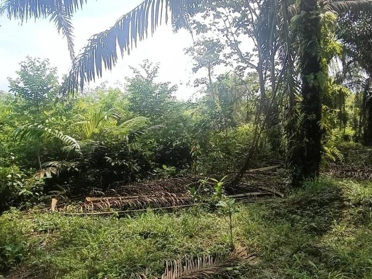 Tanah 2 Ekar Sungkai Dekat Pekan Ada Sungai