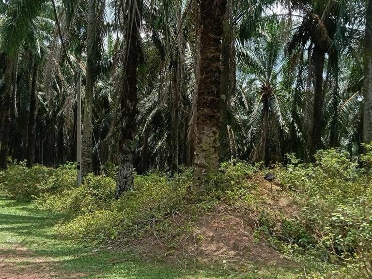 Tanah 6 Ekar Alor Air Pak Abas Sawit Ada Air Elektrik Sesuai Dusun