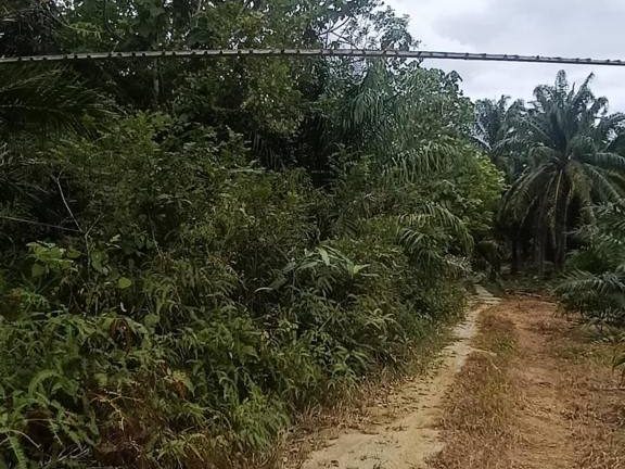 Tanah 3 Ekar Kg Balun Slim River Freehold Tanah Rata Sesuai Dusun Sawit