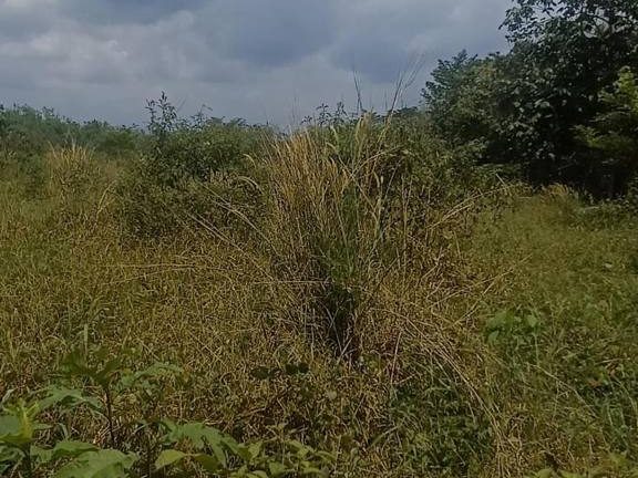 Tanah 3 Ekar Kg Balun Slim River Freehold Siap Rata Sesuai Kolam