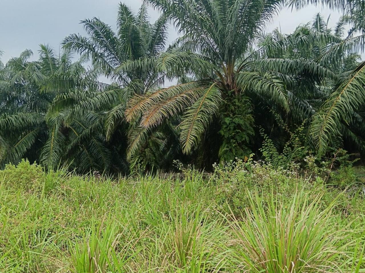 Tanah Pertanian Geran Individu Kg Sg Serdang Kapar Klang