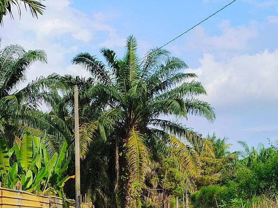 Tanah Zon Industri Kampung Besar Nibong Tebal Pulau Pinang 112983 sqft Freehold Geran Individu