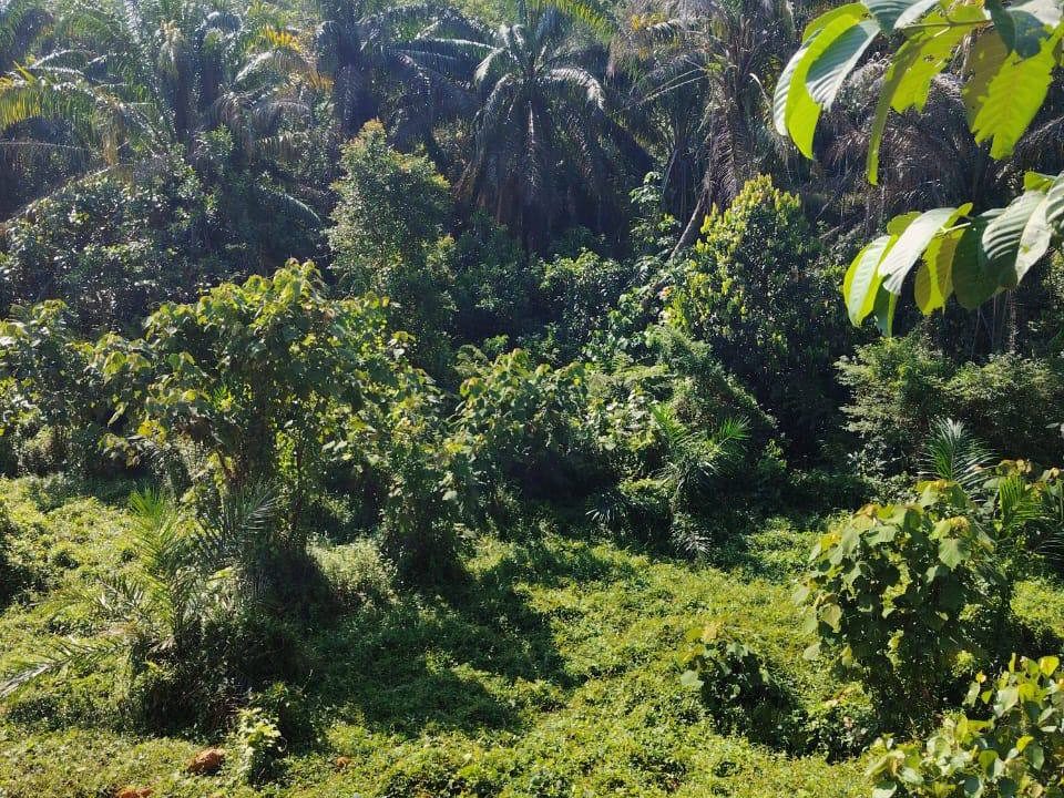 Tanah Pertanian 2.62 Ekar Kampung Bikan Labu Besar Kulim Tepi Jalan