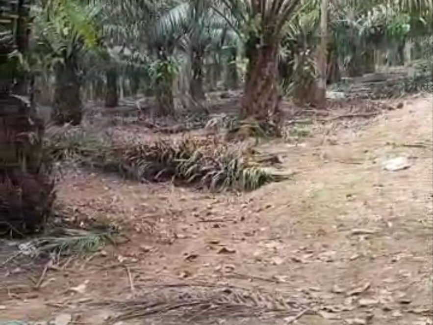 Tanah Pertanian 3.93 Ekar Kelapa Sawit Kg Kerawai Sik Kedah Sudah Berhasil