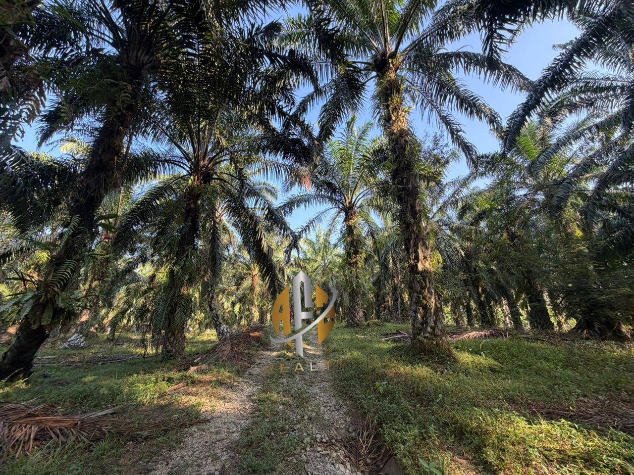 Tanah Sawit 7 Ekar Sungai Tengas Kulim Freehold Geran Individu Ada Sungai