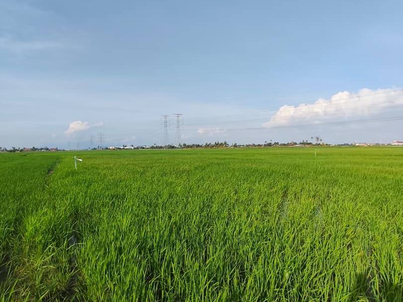 Tanah Bendang 19,651 sqft Permatang Bogak Bertam Freehold Harga Murah RM88K