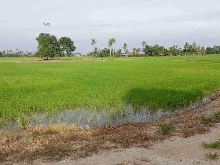 š” Tanah Bendang 2 Lot Pokok Sena Freehold Tanah Rata Murah