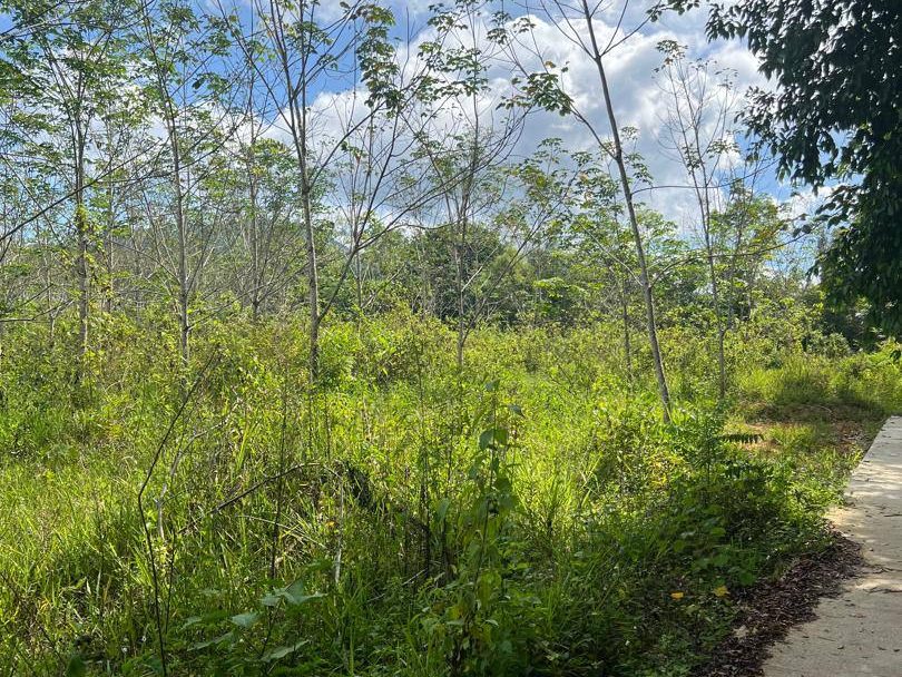 Tanah Getah 5.5 Relong Kampung Banggol Sik Kedah Freehold Pertanian