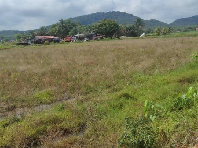 Tanah 1.6 Ekar Batu Tambun Pendang Kedah Tepi Jalan Besar
