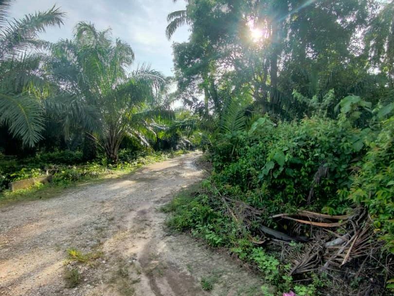 Kebun Sawit 1.93 Ekar Layang-Layang Kanan Parit Perak Freehold Ada Hasil