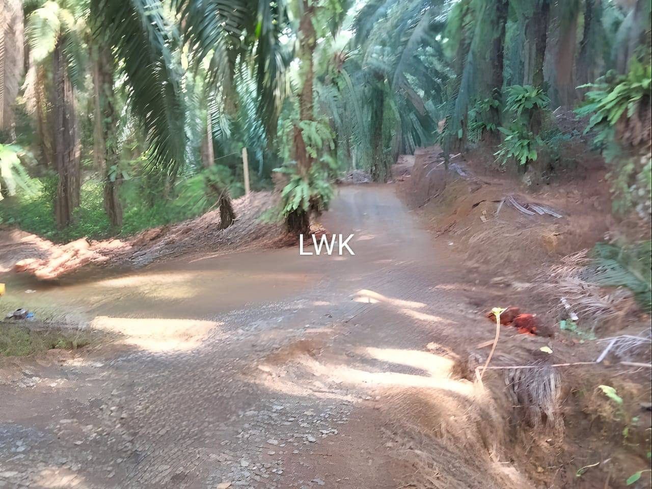 Tanah Kelapa Sawit Freehold 122 Ekar Kuala Krai Kelantan Siap Infra & Hasil