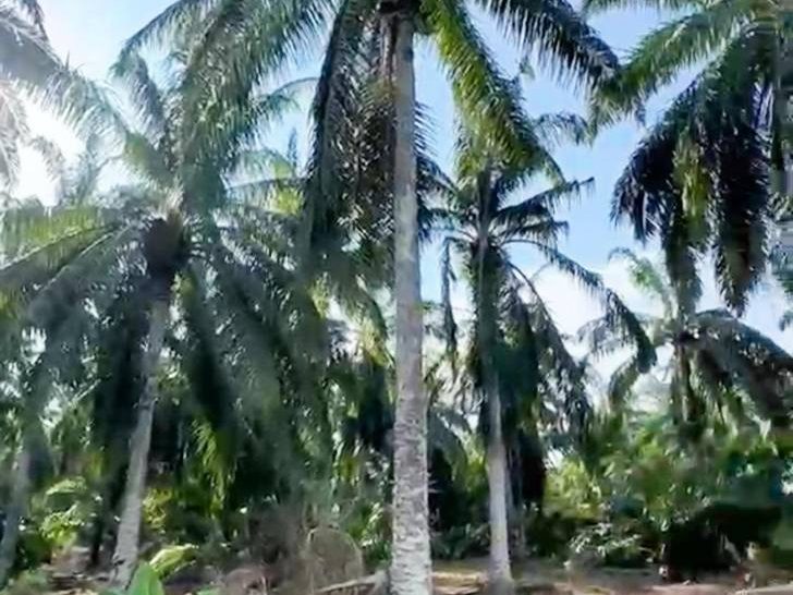 Tanah Sawit 5 Ekar Freehold Sungai Pelek Sepang Non Bumi Lot Lokasi Strategik