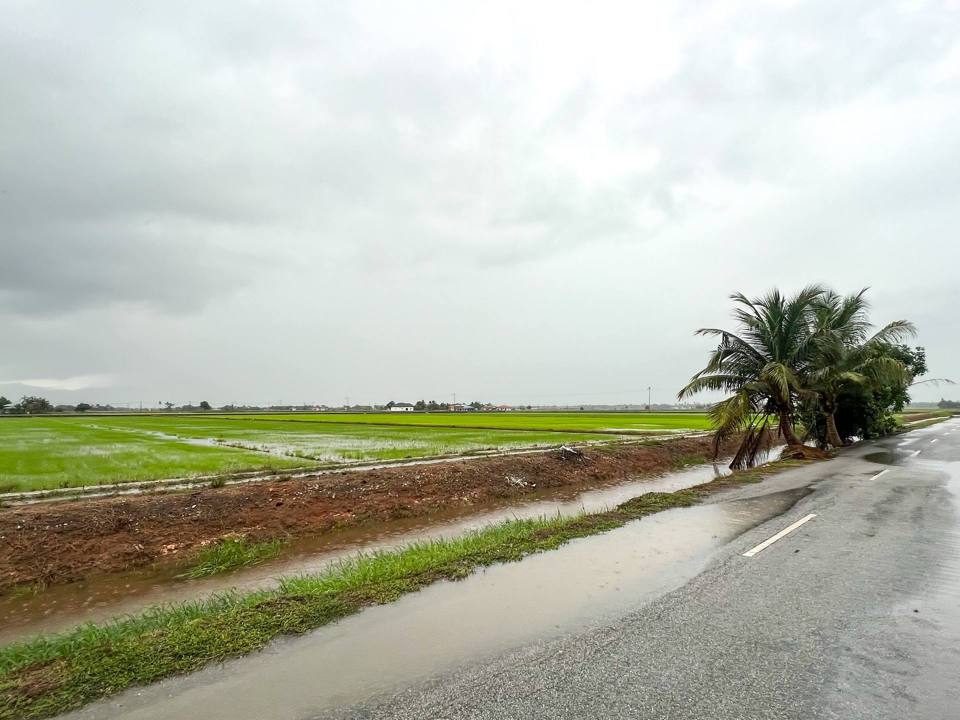 Tanah Pertanian 1.37 Ekar Freehold Sungai Besar Sabak Bernam