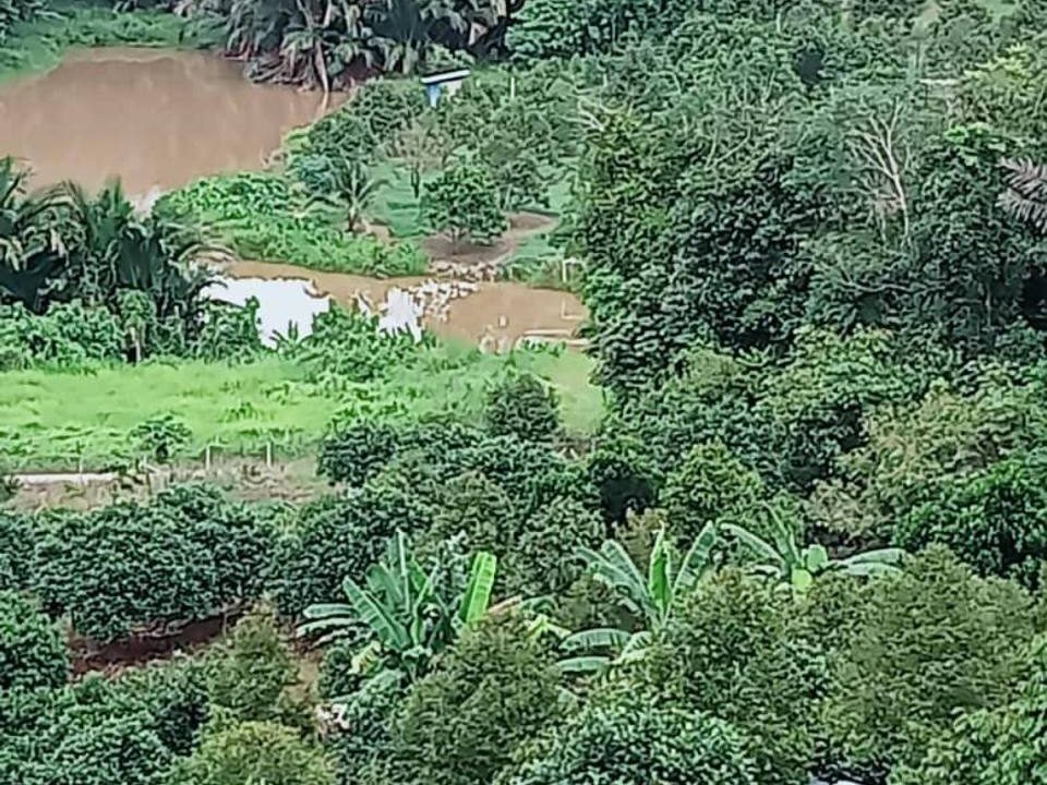 Dusun Durian Matang 1.6 Hektar Kuala Kangsar Freehold Akses Jalan Tar