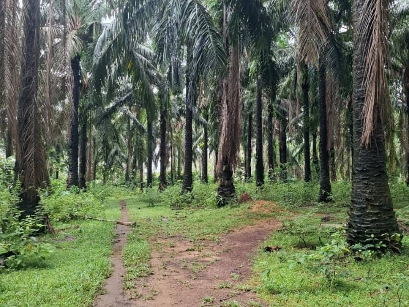 Tanah Sawit 1 Ekar Tepi Sungai Kuala Ketil Kedah (Freehold)