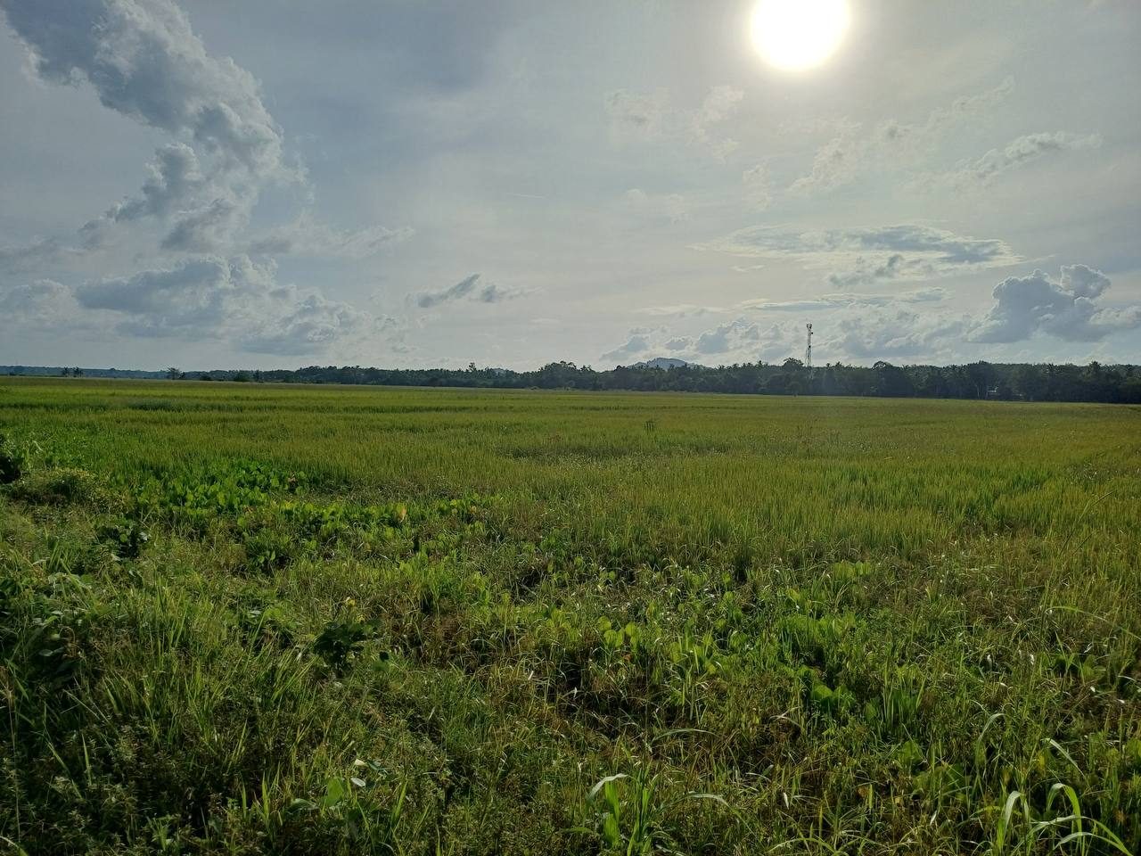 Tanah Bendang 5.32 Ekar Pendang Kedah Freehold