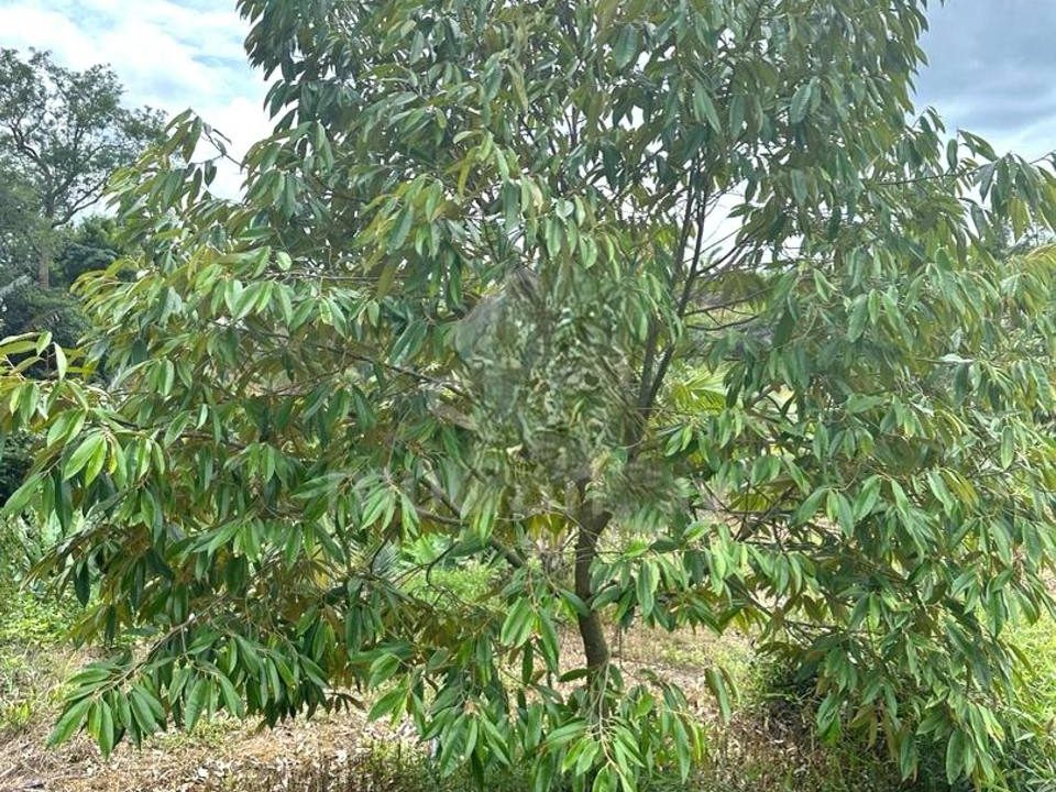 Kebun Durian 6 Ekar Siap Infrastruktur Kg Air Mawang Johol Freehold Berpagar
