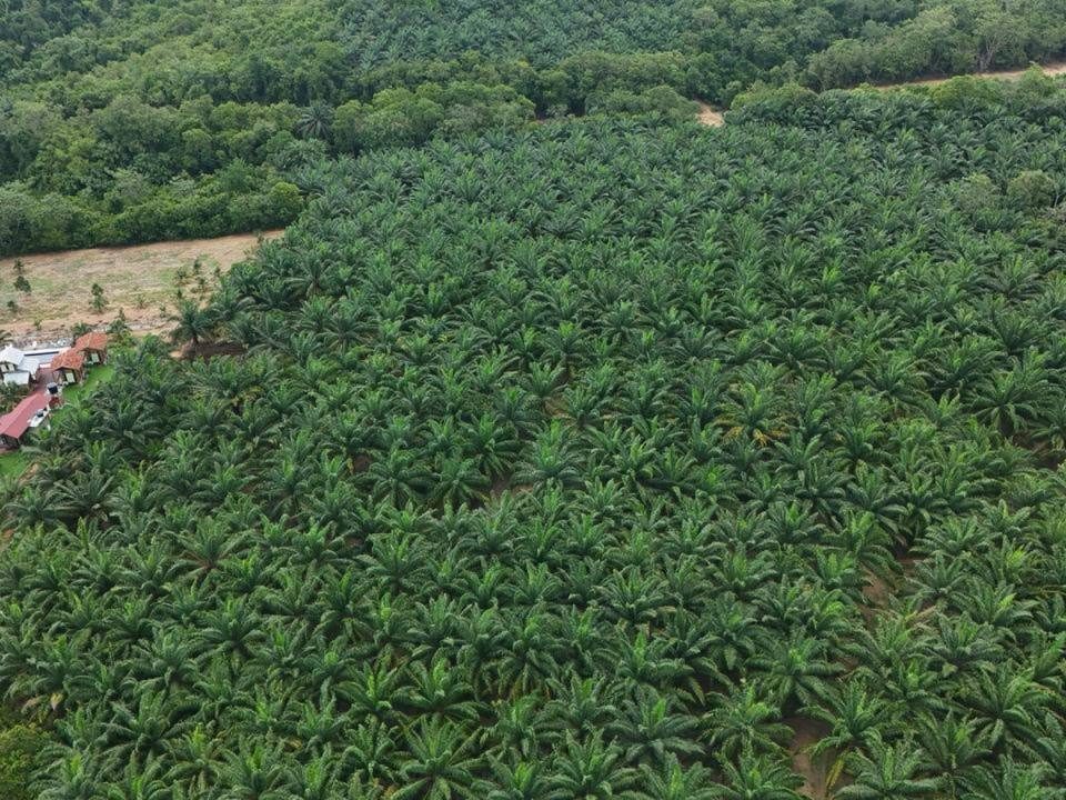 Tanah Pertanian 3.56 Ekar Pulau Sebang AG Melaka Atas Bukit Ada Hasil Sawit