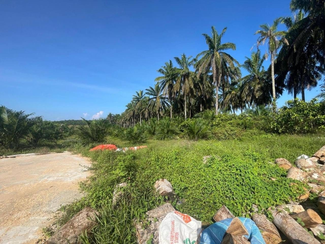 Tanah Pertanian 10 Ekar Sungai Dendang Selama Perak Freehold Pokok Sawit Akses Jalan Utama
