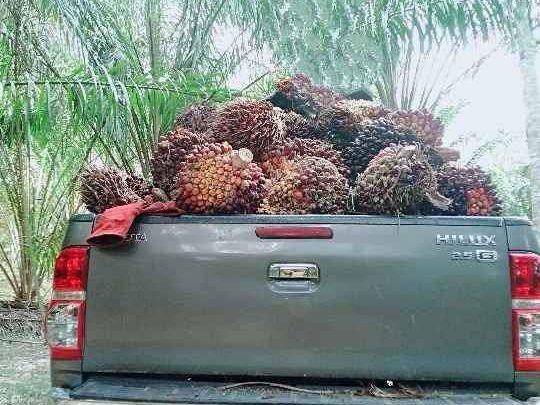 Tanah Kebun Kelapa Sawit 5.19 Relong Kuala Ketil Baling Freehold