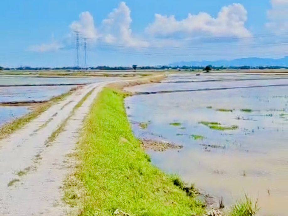 Tanah Sawah Padi First Grade Kepala Batas SPU 20,763 sqft Geran Individu