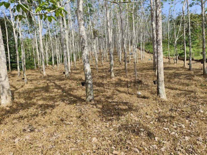 Tanah Kebun Getah 6 Relong Kampung Baloh Pendang Kedah Freehold 2 Geran
