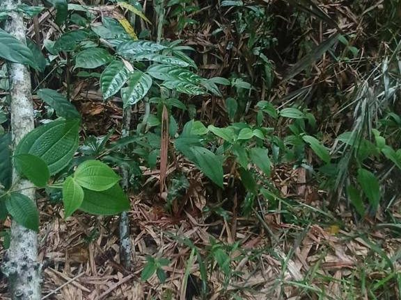Tanah 2.89 Ekar Kampung Sungai Rasau Slim River Perak Akses Jalan Tar Dekat Jalan Besar Freehold
